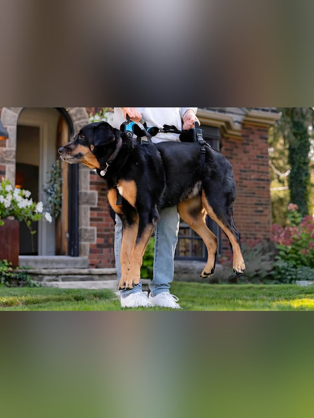 Help Em Up Dog Harness XL